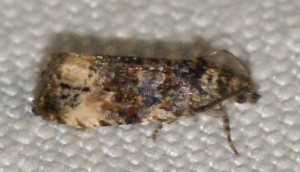 2547 Endothenia sp Marginana ou gentianaeana... 2013.07.01 (41p).jpg