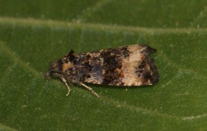 2547 Endothenia sp Marginana ou gentianaeana... 2013.07.01 (81p).jpg
