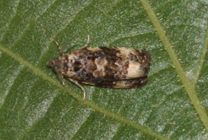 2547 Endothenia sp Marginana ou gentianaeana... 2013.07.01 (147p).jpg