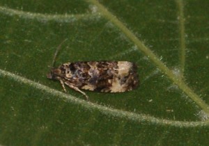 2547 Endothenia sp Marginana ou gentianaeana... 2013.07.01 (149p).jpg