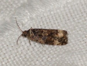 2547 Endothenia sp Marginana ou gentianaeana... 2013.07.15 (69p).jpg