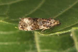 2547 Endothenia sp Marginana ou gentianaeana... 2013.07.16 (65p).jpg