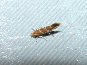 Cameraria ohridella.JPG