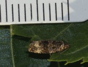 2547 Endothenia sp Marginana ou gentianaeana... 2013.07.16 (68r).jpg
