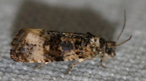 2547 Endothenia sp Marginana ou gentianaeana... 2013.08.04 (p).jpg