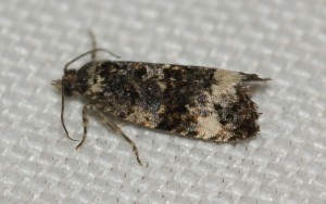 2547 Endothenia sp Marginana ou gentianaeana... 2013.08.23 (177p).jpg