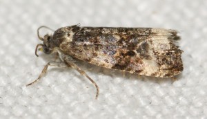 2547 Endothenia sp Marginana ou gentianaeana... 2013.08.23 (409p).jpg