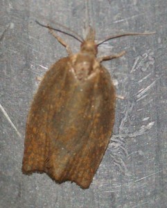 trotricidae... 2013.10.28 (2p).jpg
