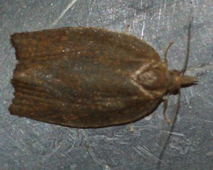 tortricidae... 2013.10.28 (1p).jpg