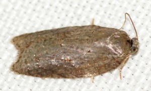 2146 Acleris sparsana... 2013.10.27 (1pp).jpg