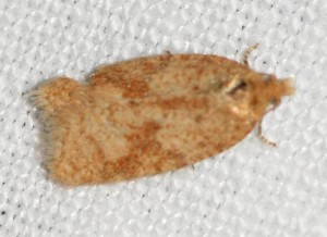 Acleris notana... aspersana ... ferrugana... 2013.03.08 (2pp).jpg