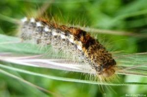 Chenille, Jardin 8 mai 2013, Bouresse (41).jpg