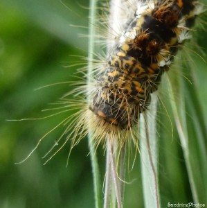 Chenille, Jardin 8 mai 2013, Bouresse.jpg