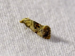 cochylis-hybridella-1-à-confirmer.jpg