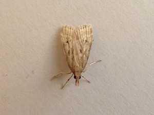 udea-numeralis-1-3 à confirmer.jpg