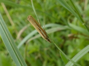 agriphila.jpg
