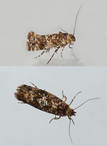 Triaxomera parasitella-redim800.JPG