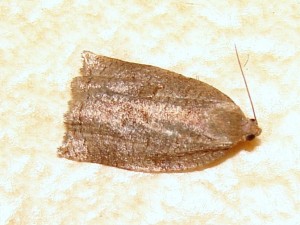 Tortricidae (2).JPG