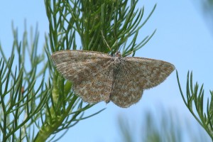 0196   Génicourt-s-Meuse (55) 09-06-2012  .jpg
