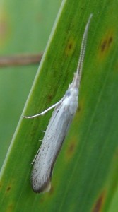 Coleophora anatipennella (2).JPG