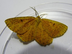 angenora-prunaria-à-confirmer-2.jpg