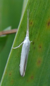 Coleophora anatipennella.JPG