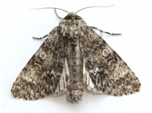 Copie de IMG_4204.jpg