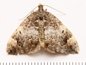 Copie de IMG_3739.jpg