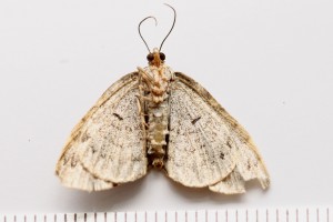 Copie de IMG_4785.jpg