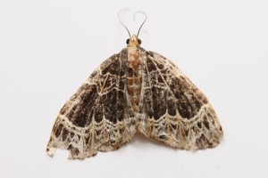 Copie de IMG_4789.jpg