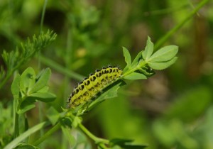 Zygaena filipendulae_ROT0449.JPG