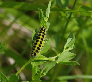 Zygaena filipendulae-_ROT0451.JPG