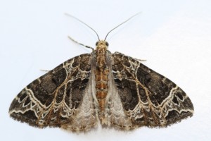 Copie de IMG_2889.jpg