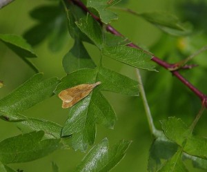 Dicomeris derasella.JPG