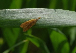 Dicomeris.jpg