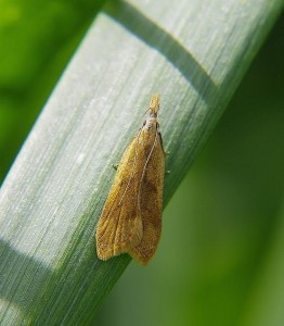 derasella_ROT9527.jpg