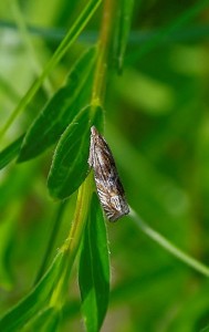 Eucosma aspidiscana_ROT9988.jpg