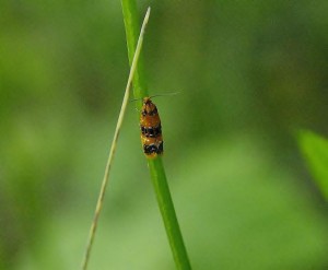 Commophila aeneana_ROT9638 - Copie.JPG