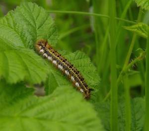 Euthrix potatoria_ROT9420 - Copie.JPG