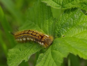 Euthrix potatoria_ROT9421 - Copie.JPG