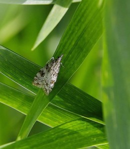 La Scoparie de la Tortule(Eudomia lacustrana OU Dipleurina lacustrana)_ROT9467 - Copie.JPG