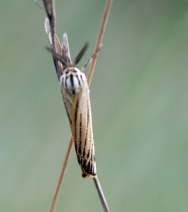 Noctuelle ou Cambridae-2935ppc.jpg