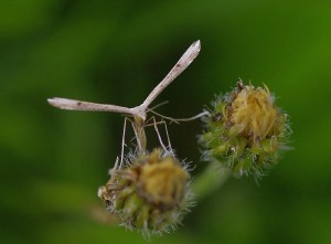 Stenoptilia pterodactila_ROT0292.JPG