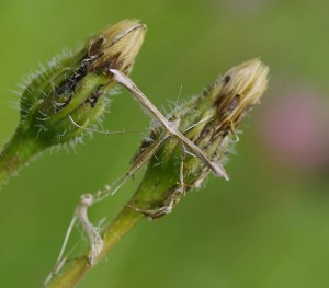 Stenoptilia-pterodactila_ROT0289.jpg