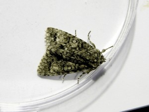 subacronicta-megacephala-1.jpg