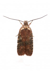 Elachistidae - Agonopterix purpurea - 12-01-2014.JPG