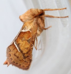 Triodia sylvina.JPG