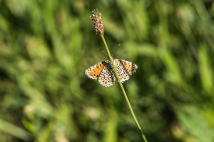 Melitaea varia 2-2777.jpg