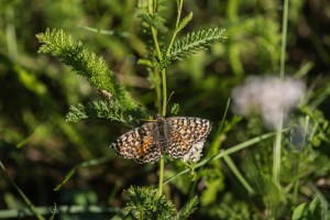 Melitaea varia 2-2774.jpg