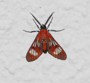 IMG_7102red.JPG